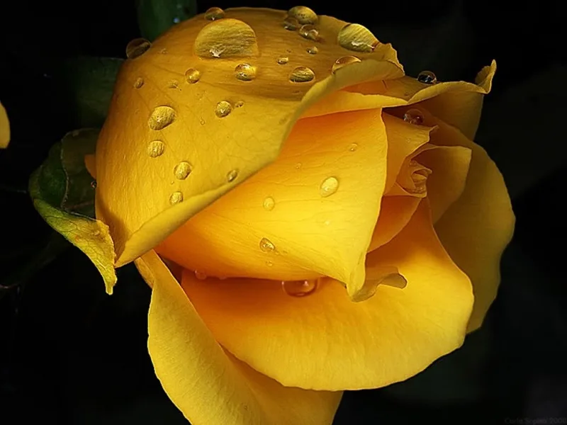 Ý nghĩa hoa hồng vàng trong tình yêu