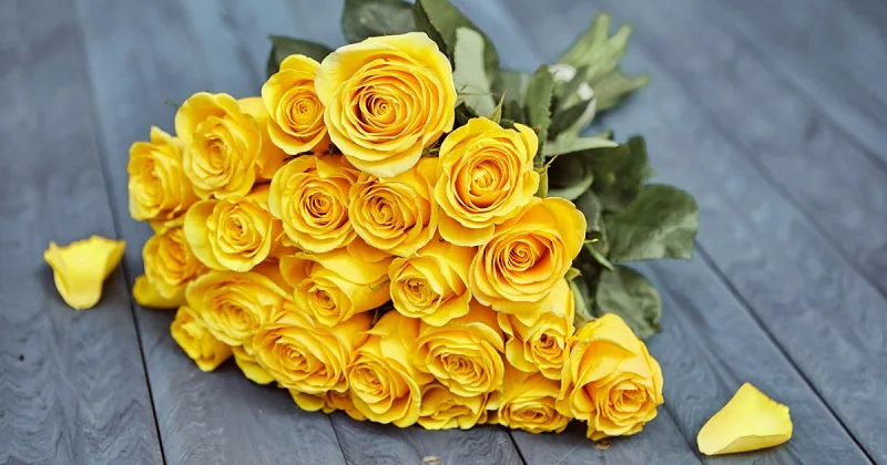 Ý nghĩa số lượng hoa hồng vàng khi tặng