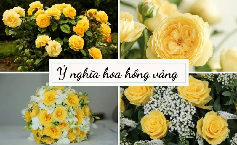 Hoa hồng vàng có ý nghĩa gì?